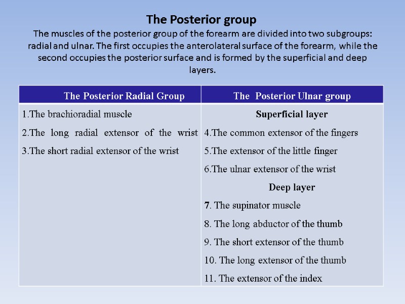 The Posterior group  The muscles of the posterior group of the forearm are